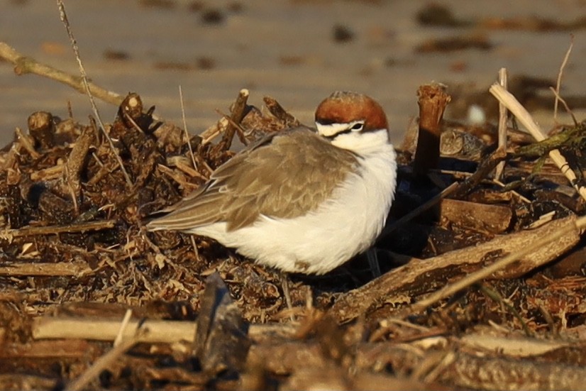 Red-capped Plover - ML621569841