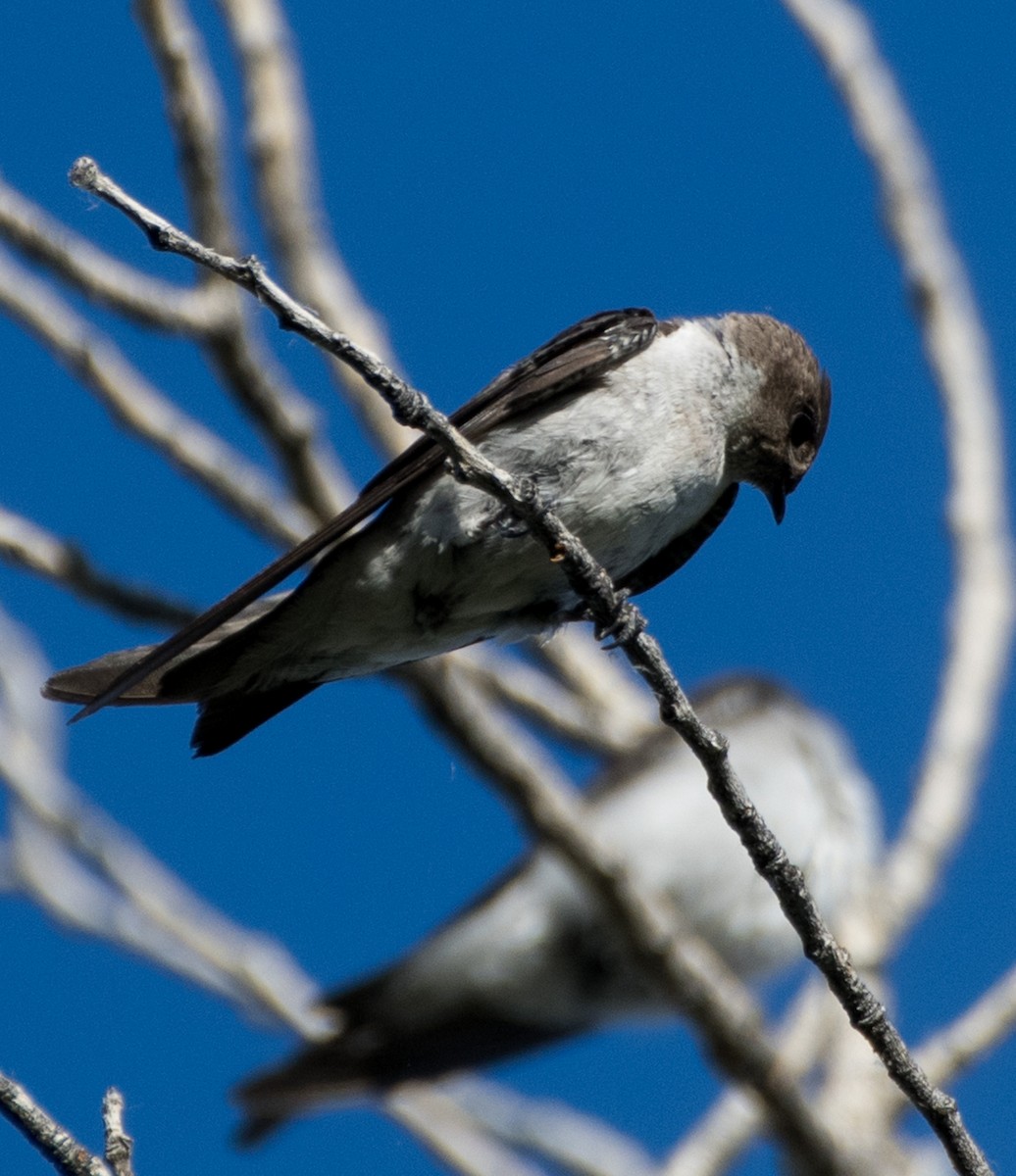 Northern Rough-winged Swallow - ML621569867