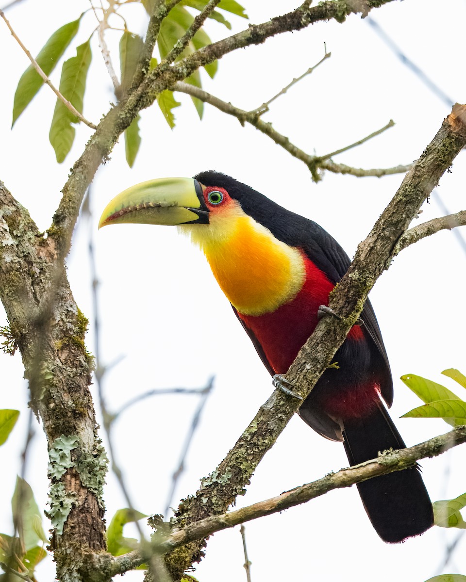 Red-breasted Toucan - ML621569875