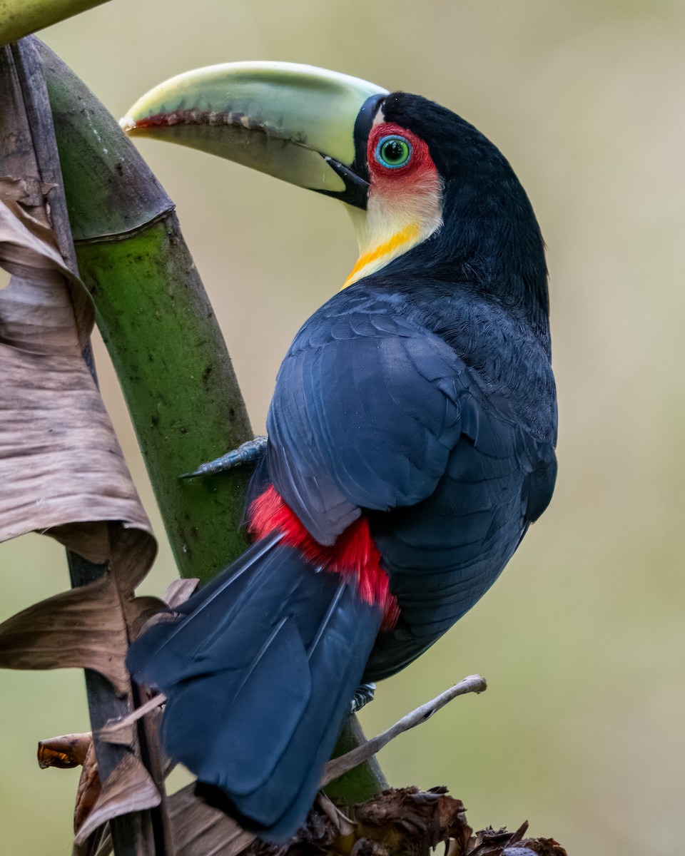 Red-breasted Toucan - ML621569876