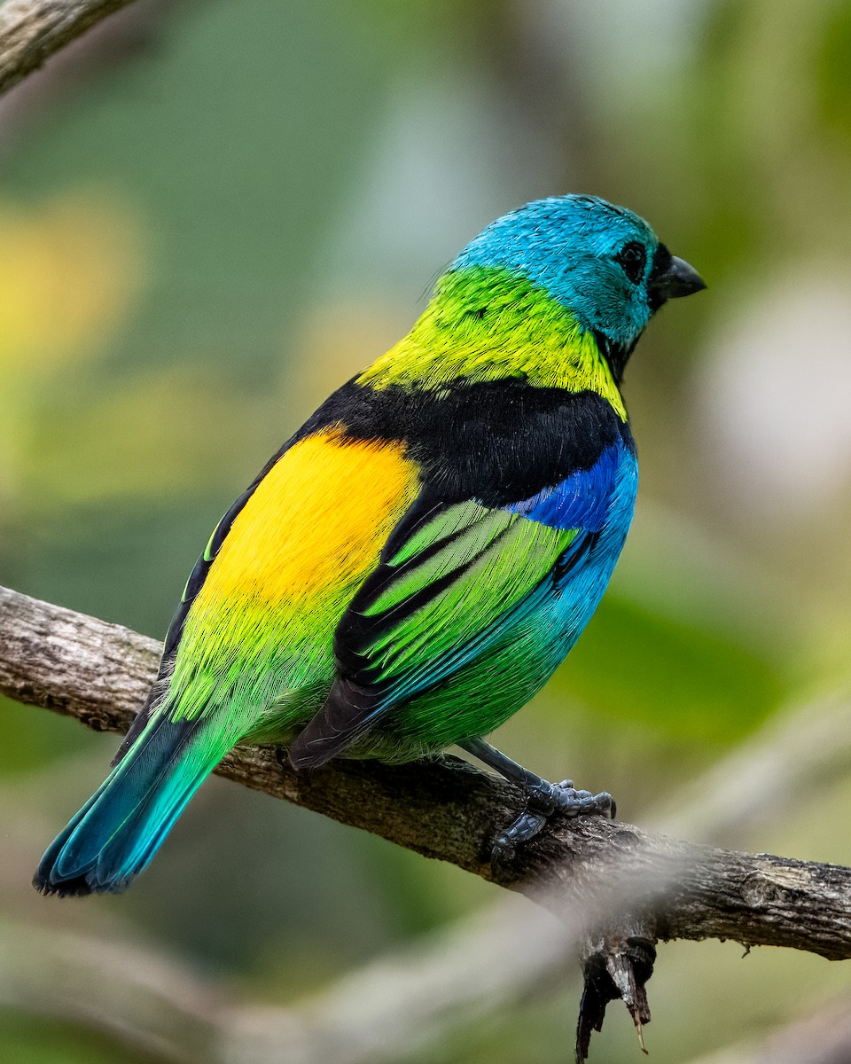 Green-headed Tanager - ML621569880