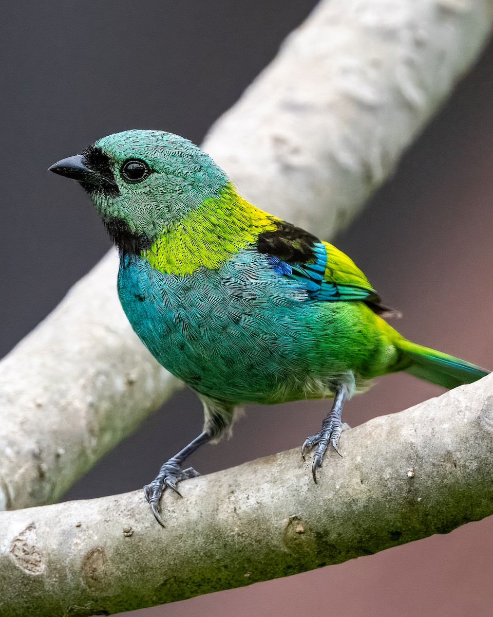 Green-headed Tanager - ML621569881