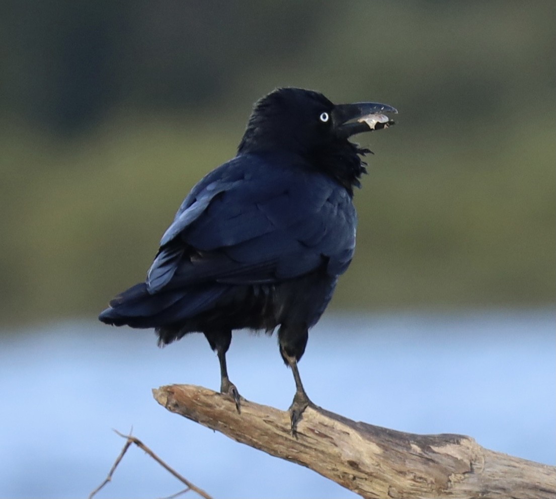 Australian Raven - ML621569898