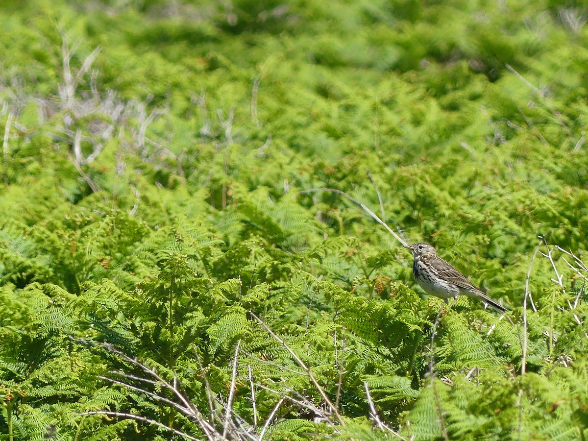 Meadow Pipit - ML621569913