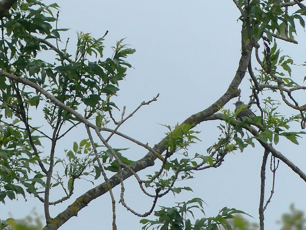 Common Cuckoo - ML621569983