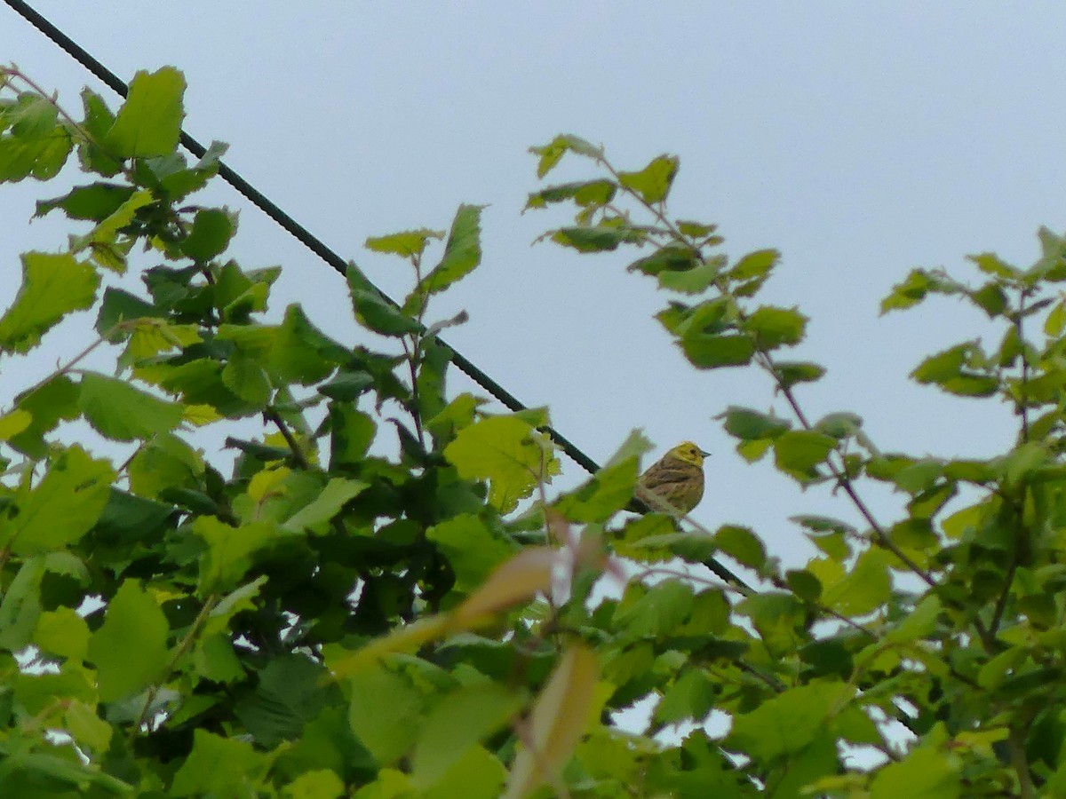 Yellowhammer - ML621569988