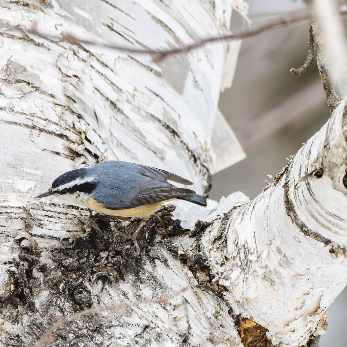 Red-breasted Nuthatch - ML621569999