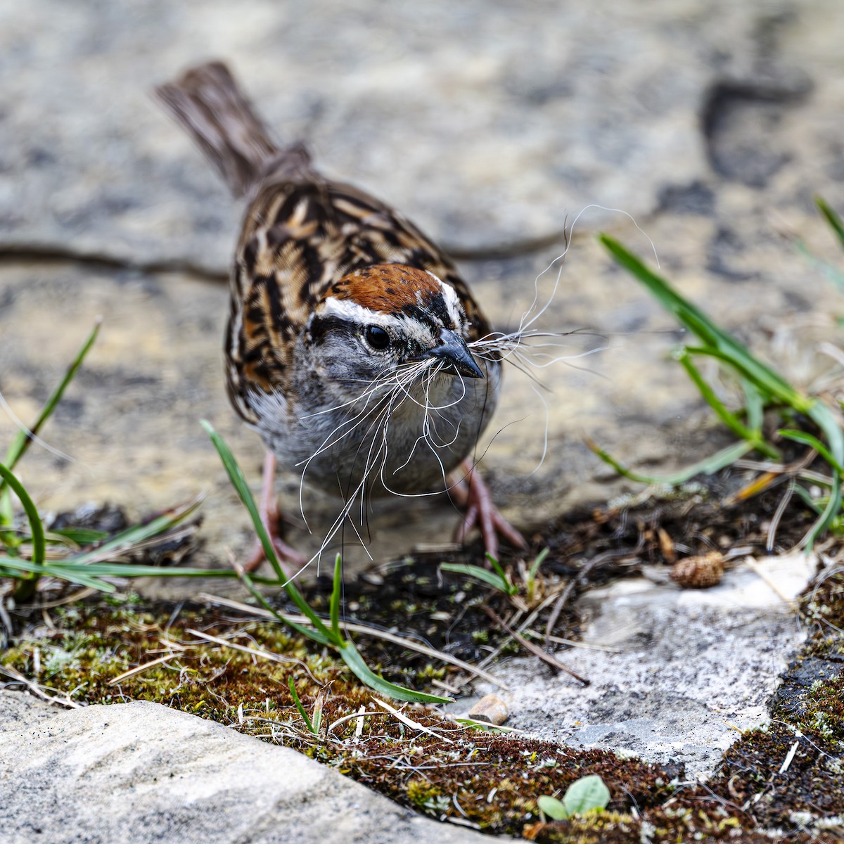 Chipping Sparrow - ML621570010