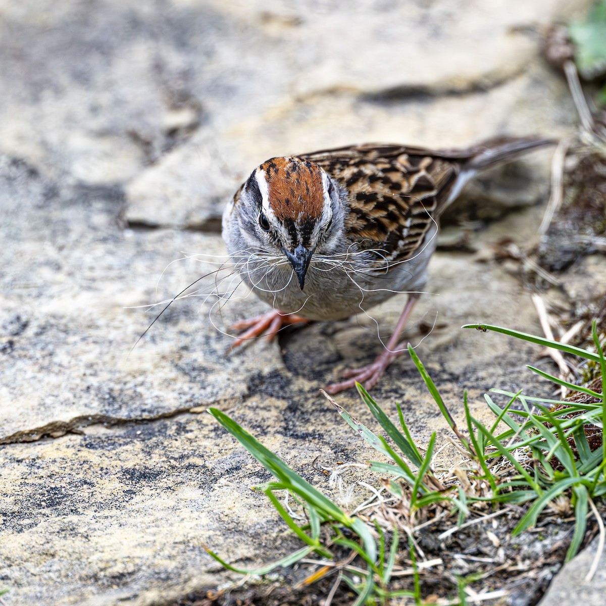 Chipping Sparrow - ML621570011