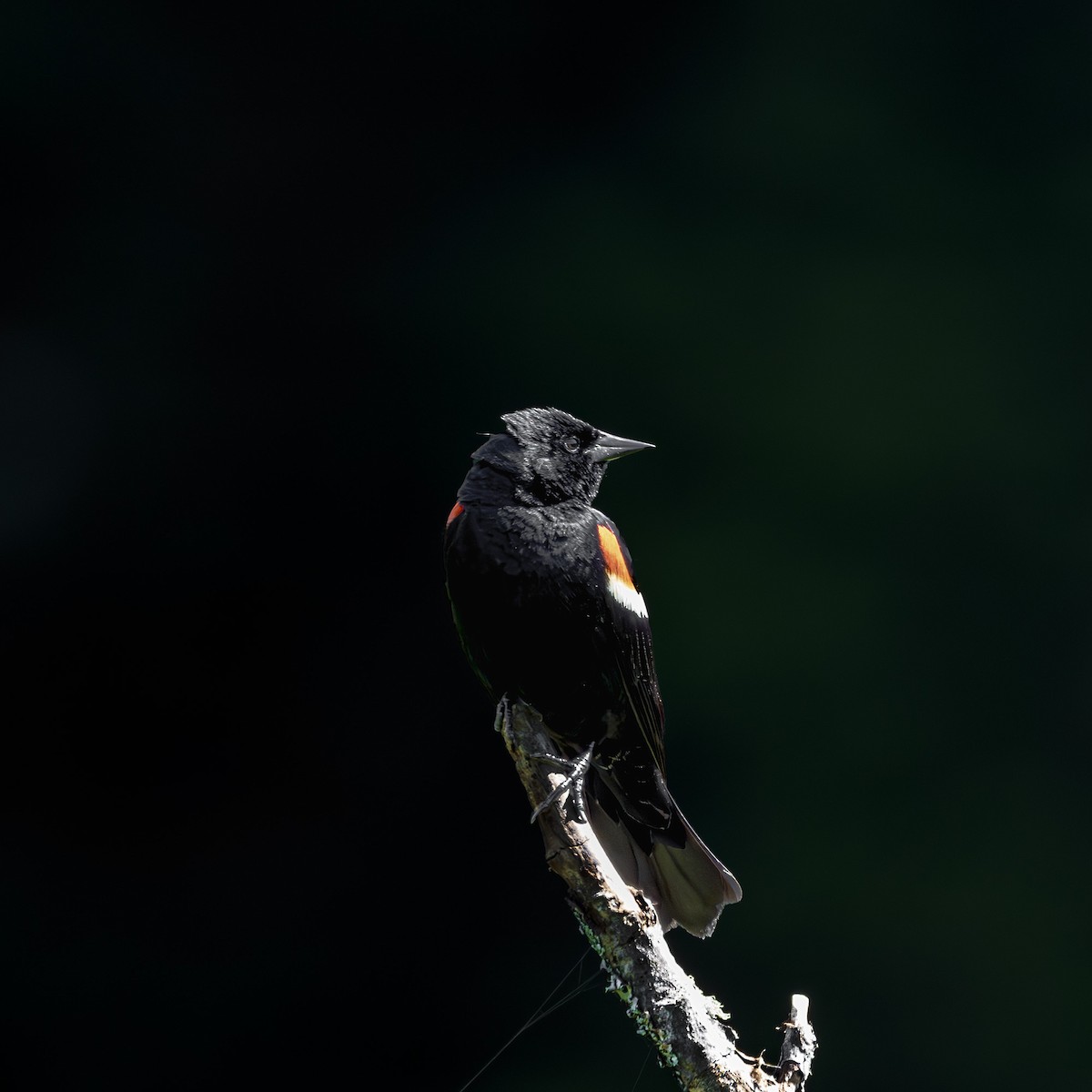 Red-winged Blackbird - ML621570015