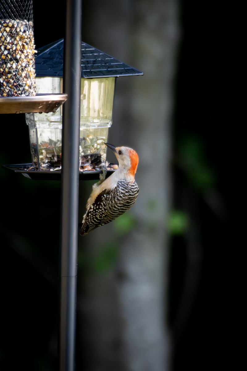 Red-bellied Woodpecker - ML621570020