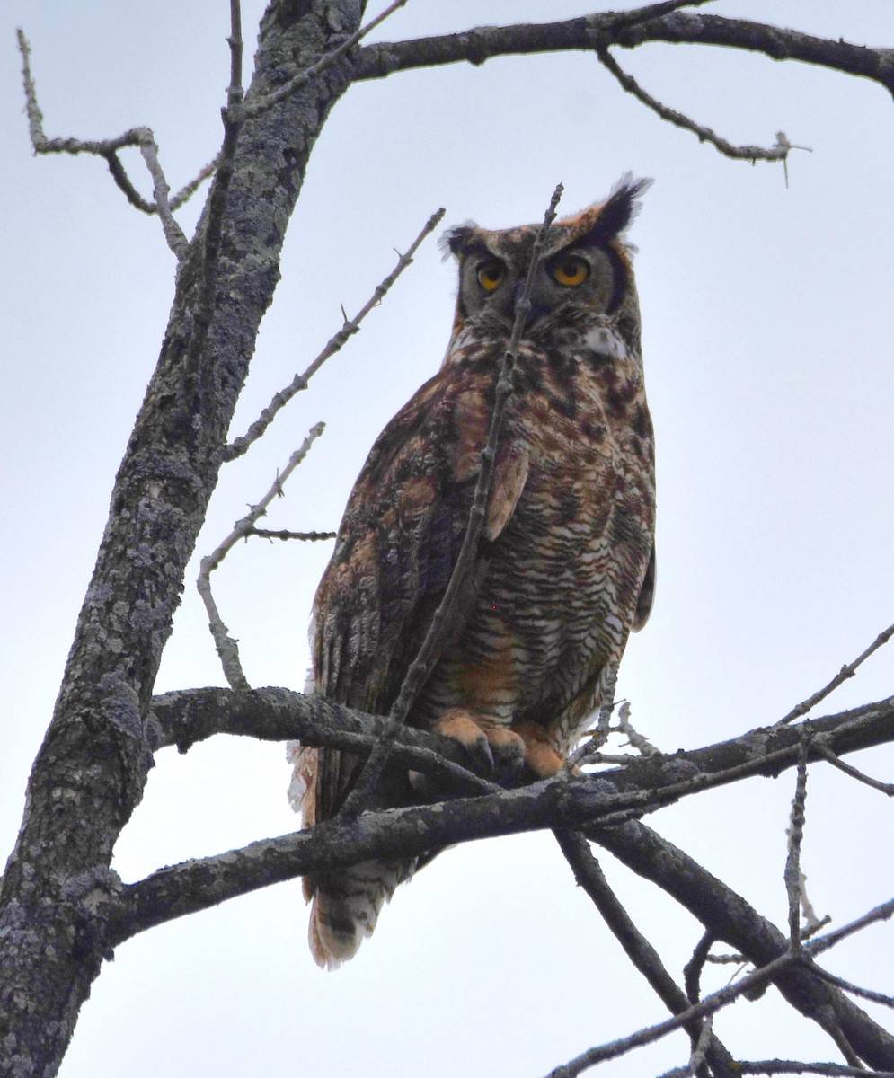 Great Horned Owl - ML621570146