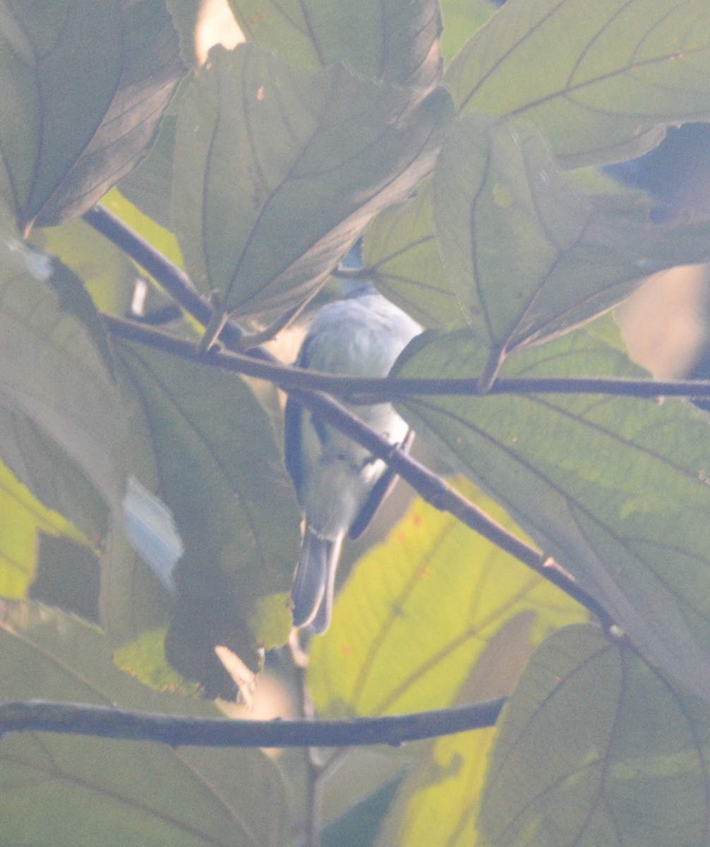 Choco Elaenia - ML621570150