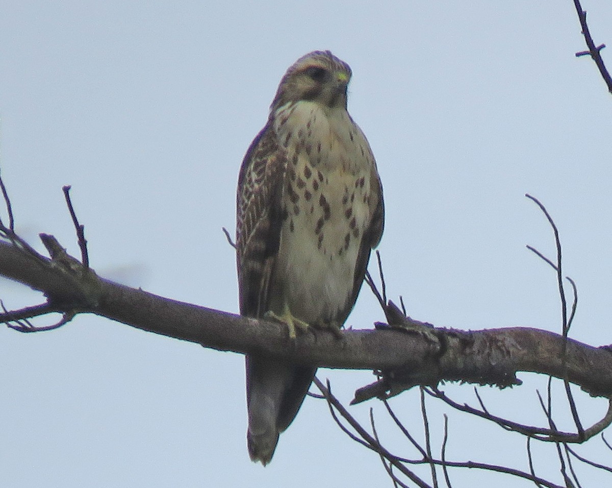 Red-tailed Hawk - ML621570152