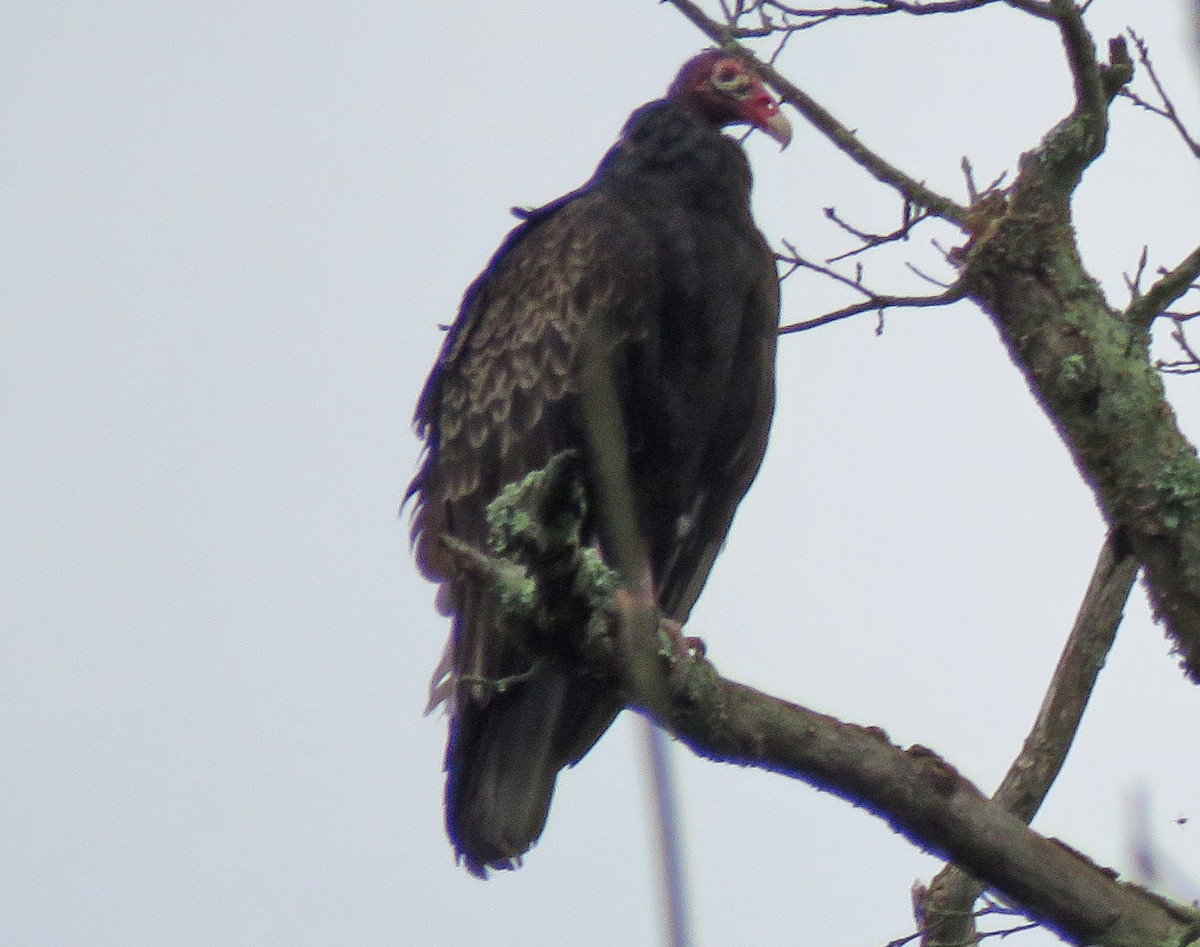 Turkey Vulture - ML621570153