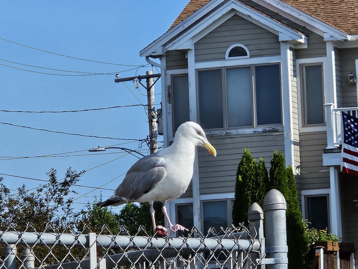 Amerika Gümüş Martısı - ML621570164