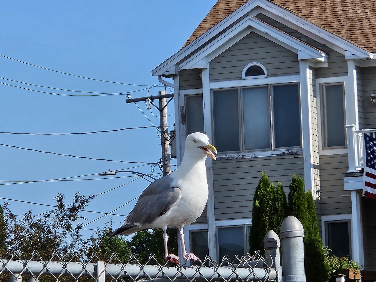 racek americký - ML621570165