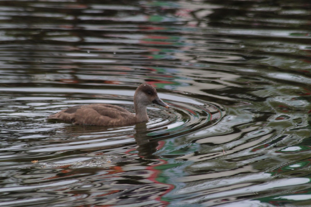 Red-crested Pochard - Charlie Lyons