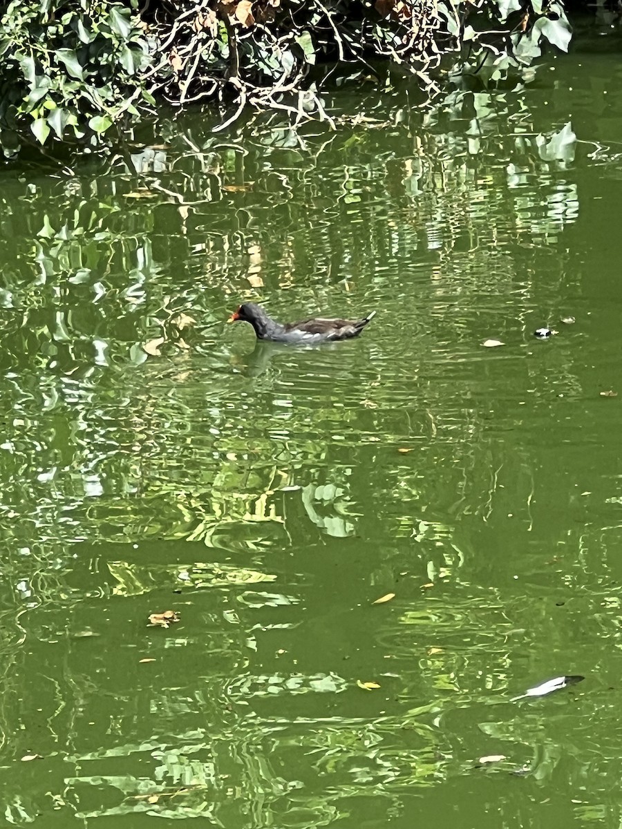 Eurasian Moorhen - Cari Oleskewicz