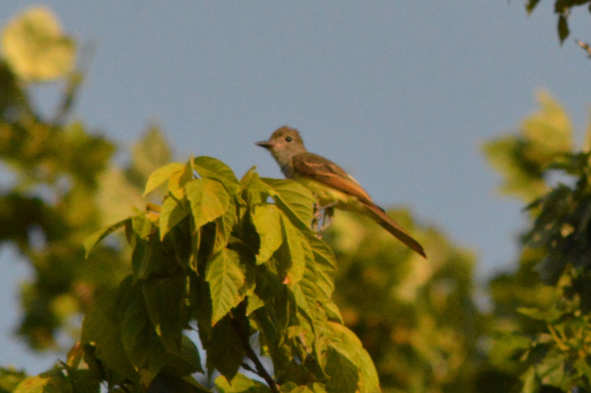 Great Crested Flycatcher - ML621570219
