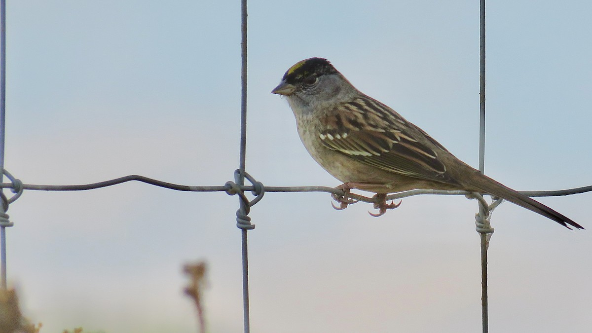 Golden-crowned Sparrow - ML621570229