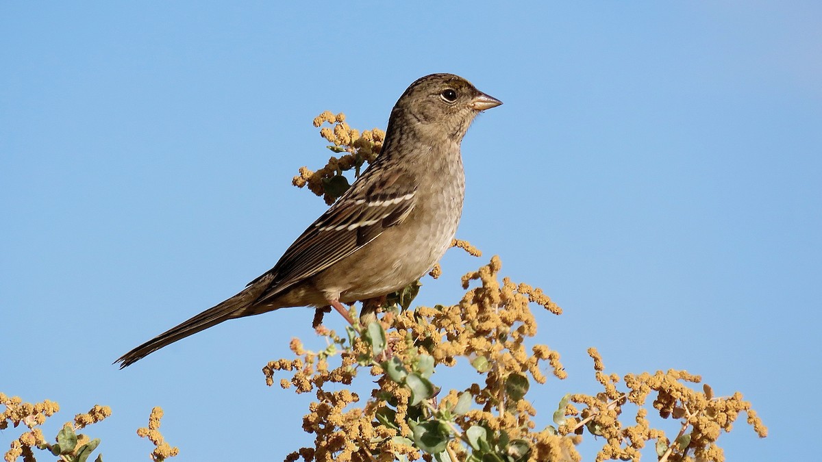 Golden-crowned Sparrow - ML621570230