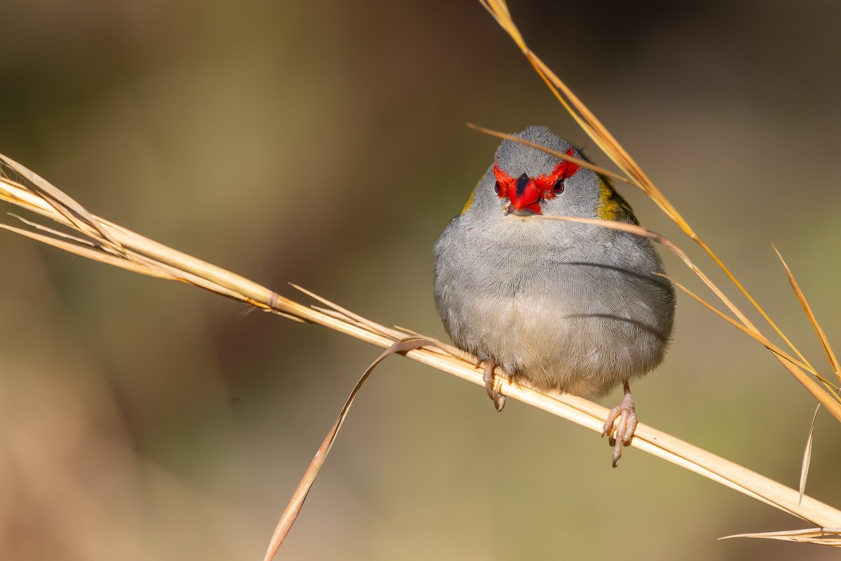 Red-browed Firetail - ML621570305