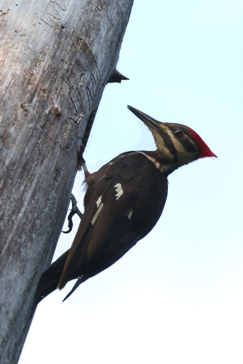 Pileated Woodpecker - ML621570355