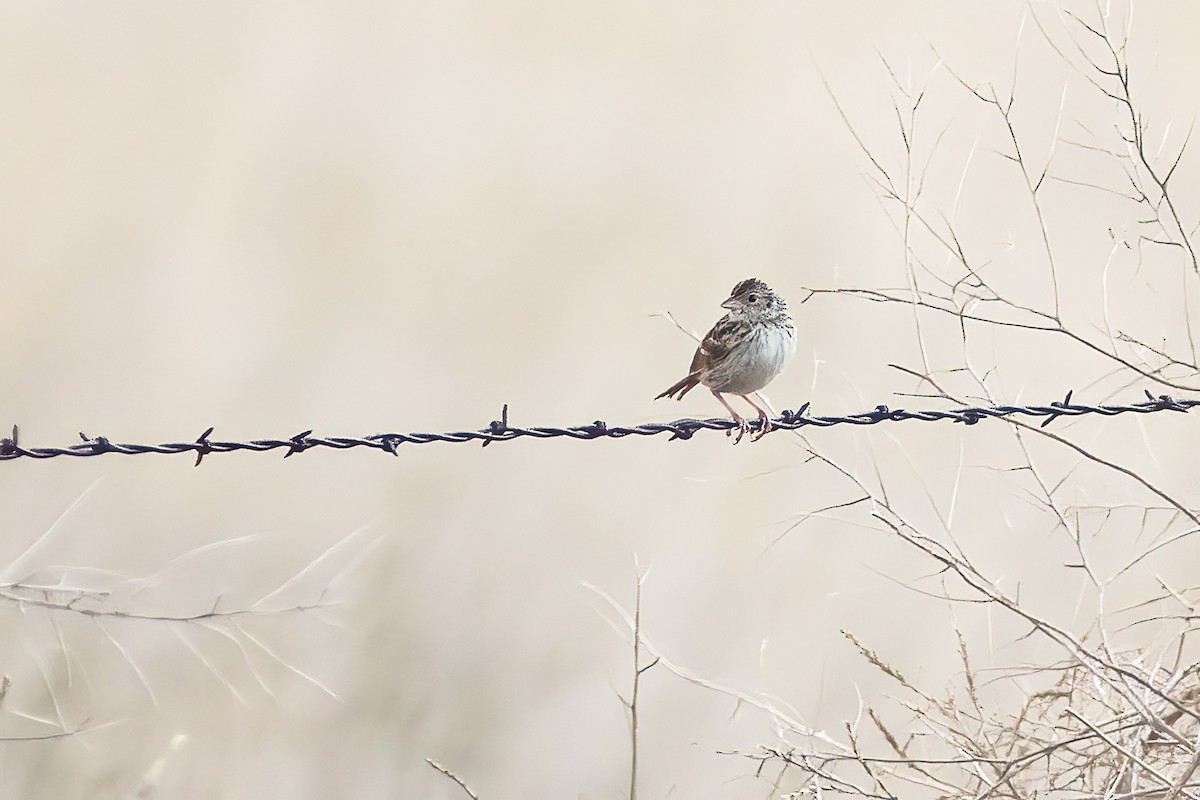 Grasshopper Sparrow - ML621570379