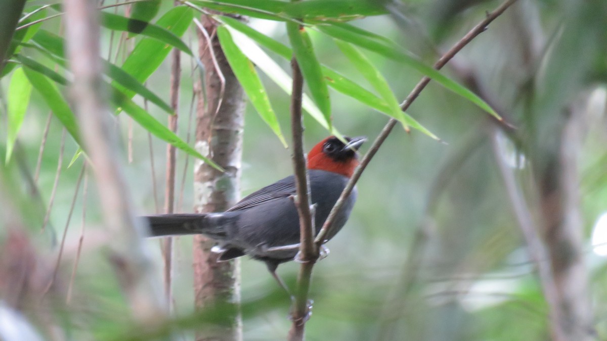 Chestnut-headed Tanager - ML621570454