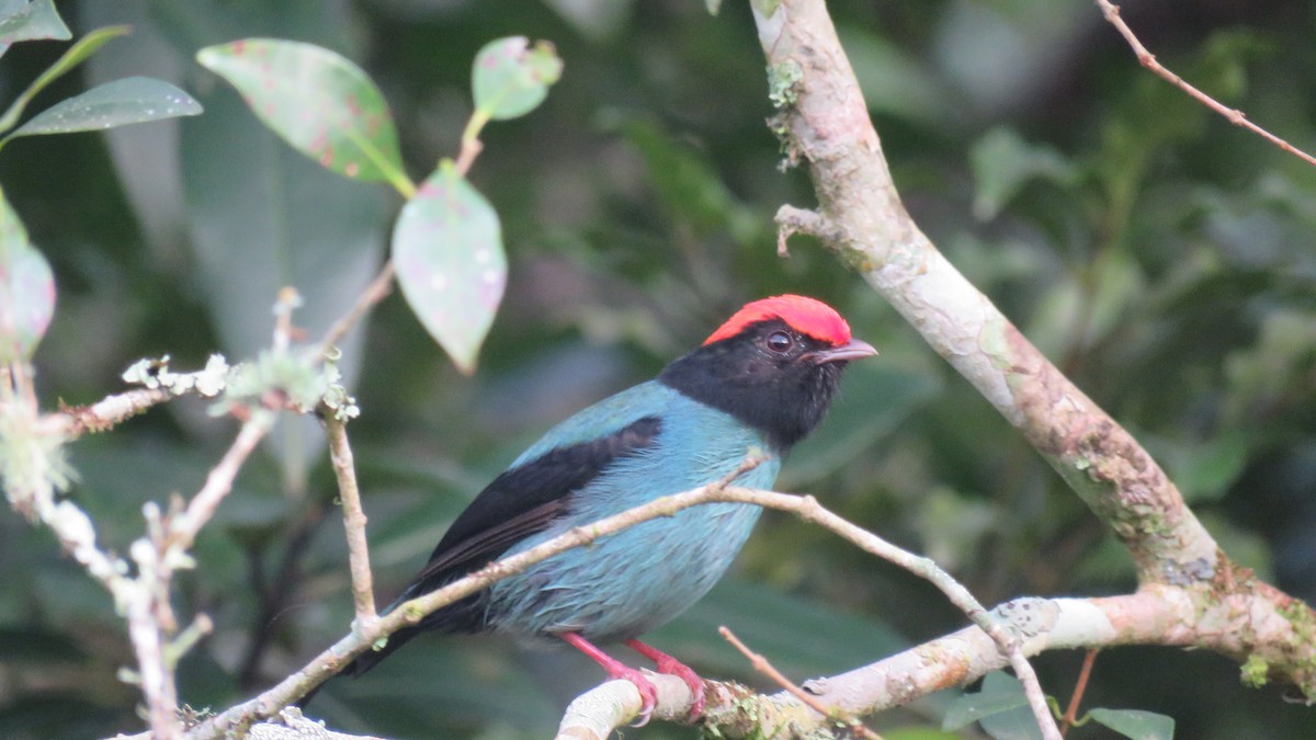 Swallow-tailed Manakin - ML621570461