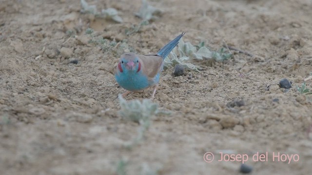 Red-cheeked Cordonbleu - ML621570473