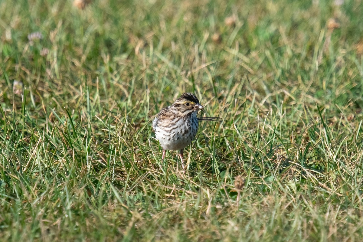 Savannah Sparrow - ML621570566