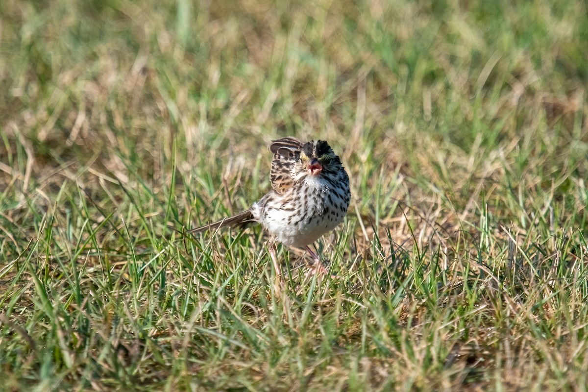 Savannah Sparrow - ML621570569