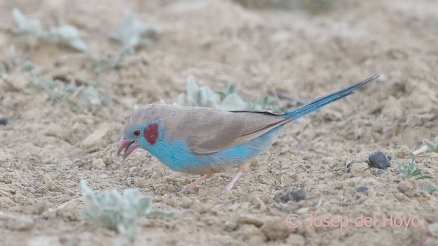 Red-cheeked Cordonbleu - ML621570595