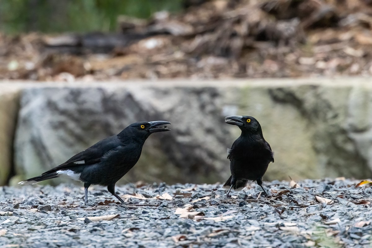 Pied Currawong - ML621570685