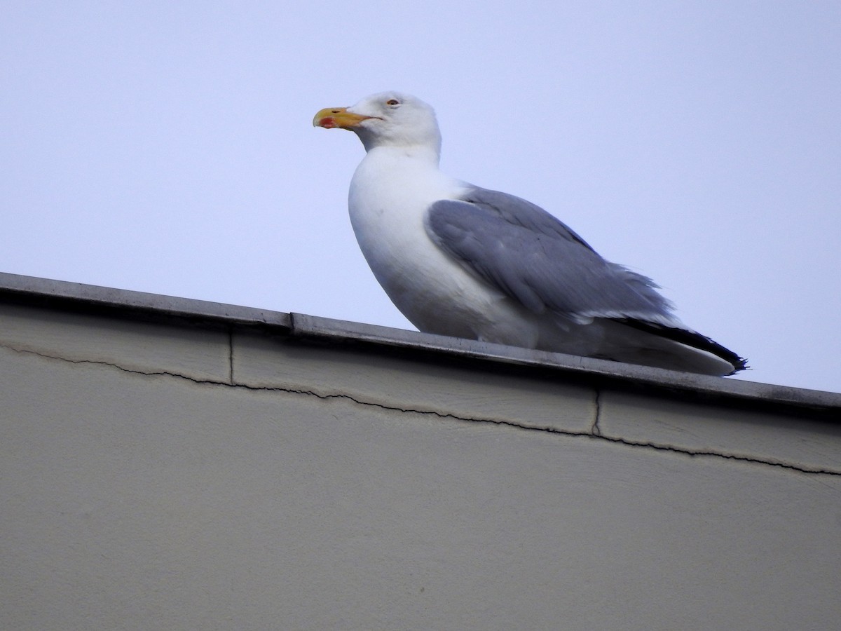 Caspian Gull - ML621570704