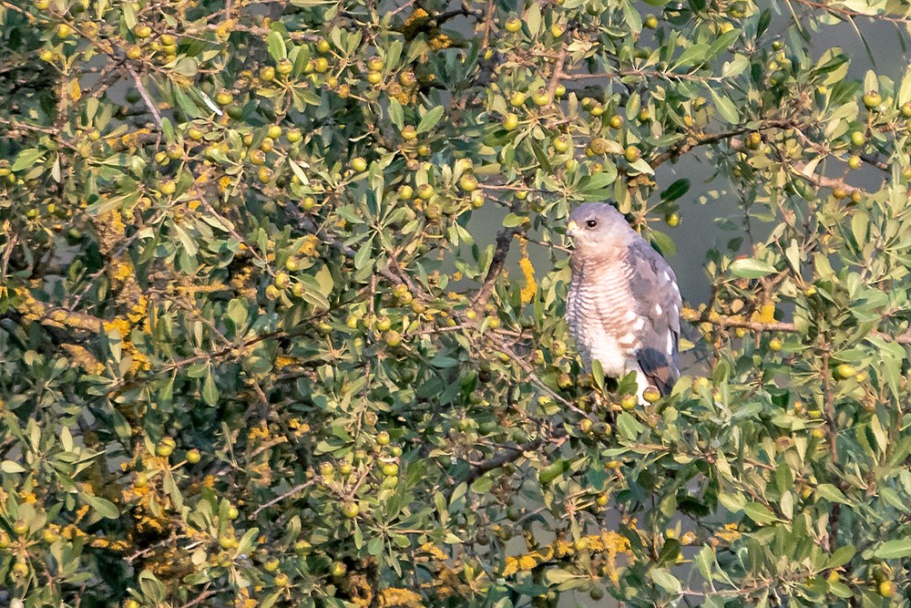 Levant Sparrowhawk - ML621570720