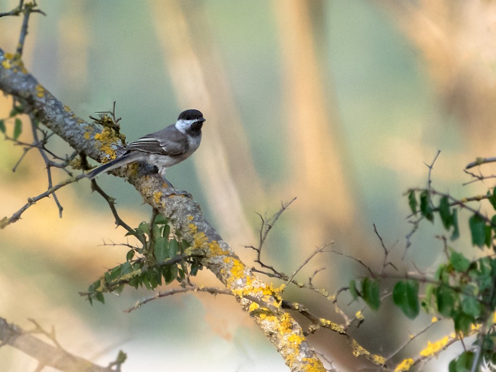 Sombre Tit - ML621570729