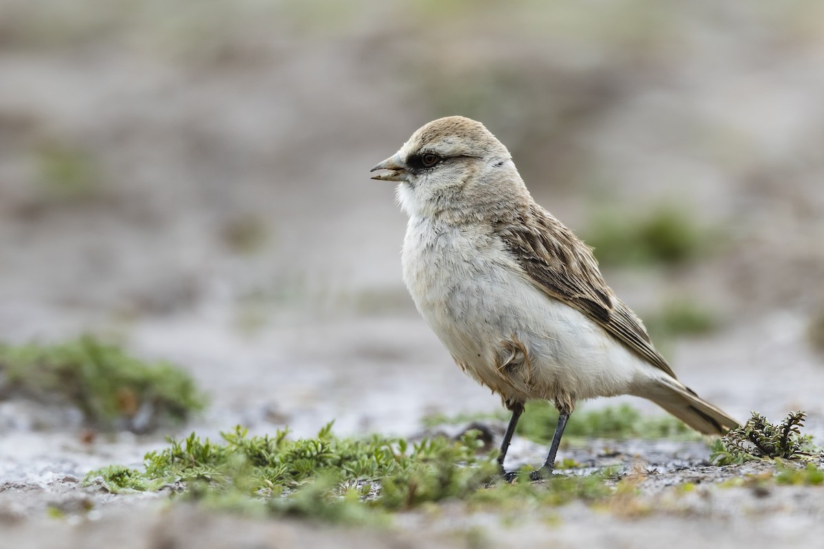 White-rumped Snowfinch - ML621570755