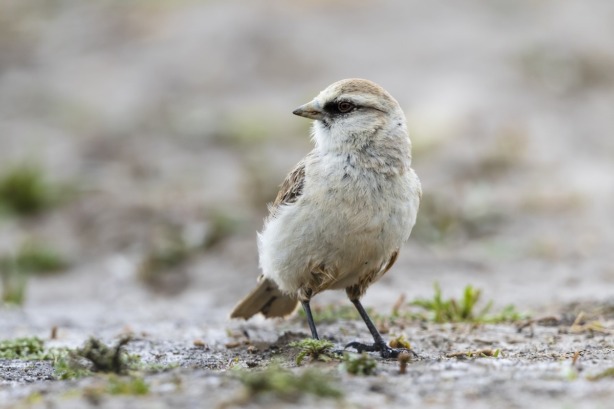 White-rumped Snowfinch - ML621570756