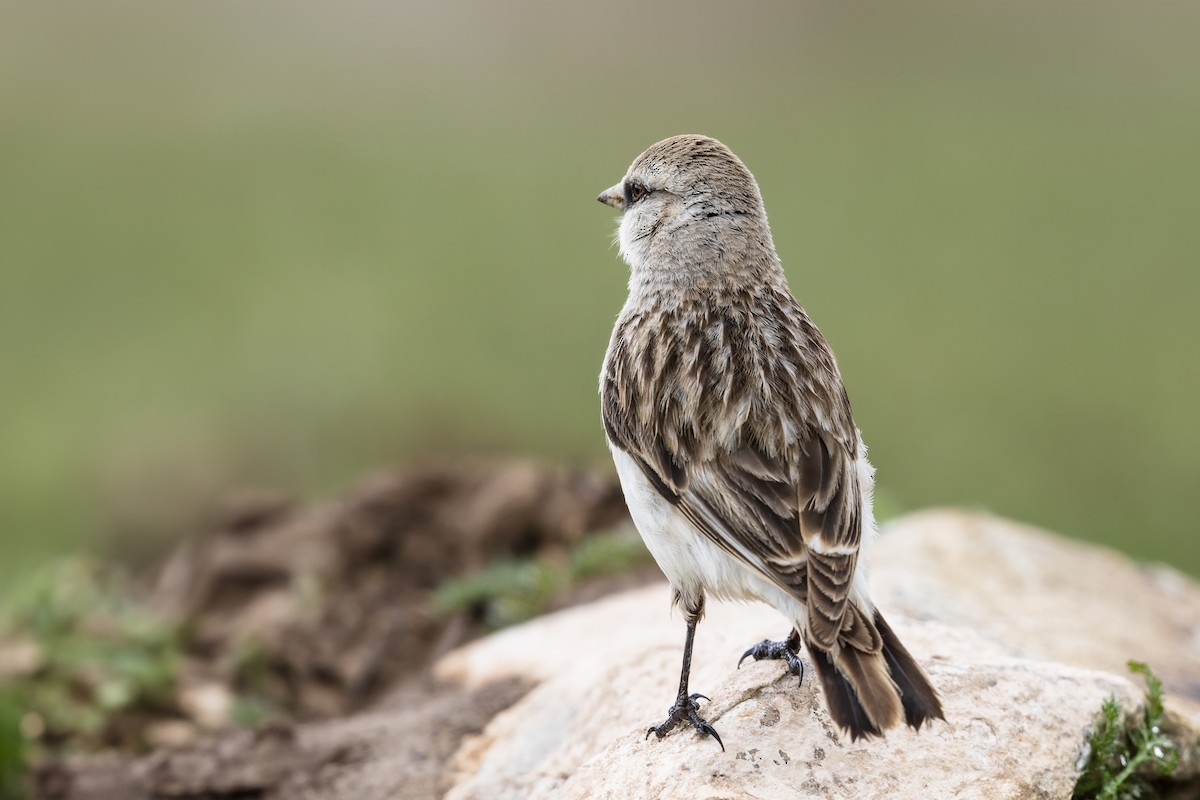 White-rumped Snowfinch - ML621570757