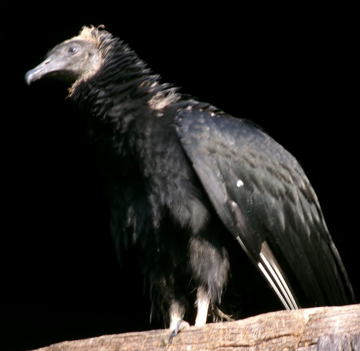 eBird Checklist 17 Jul 2024 7140 Watermelon Road, Russellville