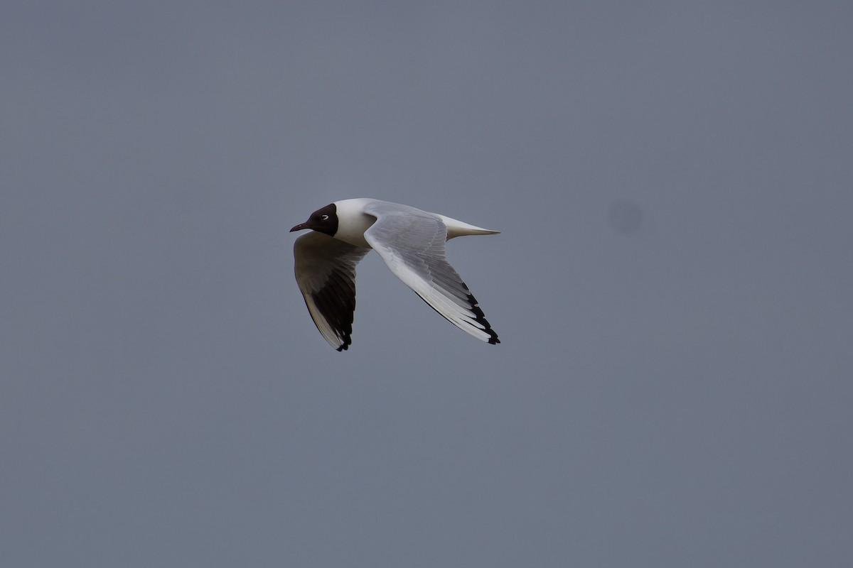 Mouette rieuse - ML621570886