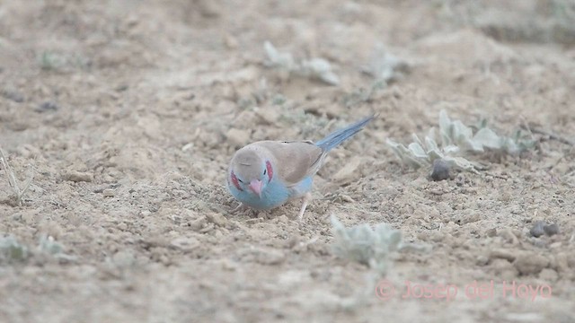 Cordonbleu à joues rouges - ML621570888