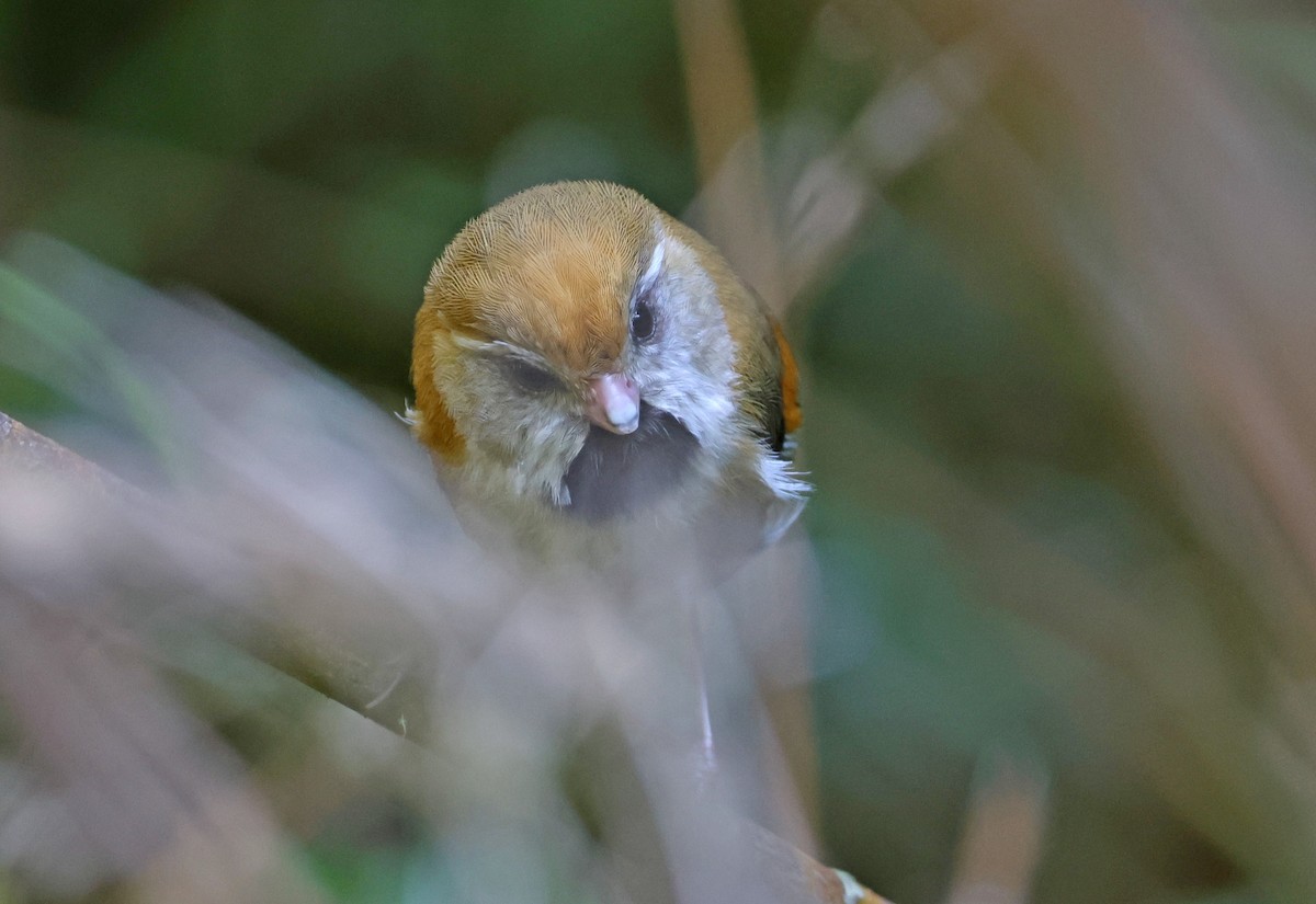 Golden Parrotbill - ML621570922