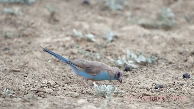 Red-cheeked Cordonbleu - ML621570989