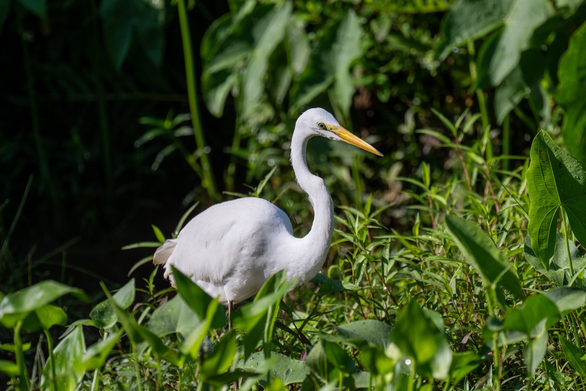 Grande Aigrette - ML621571125