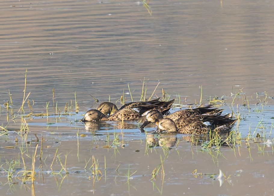 Blue-winged Teal - ML621571129