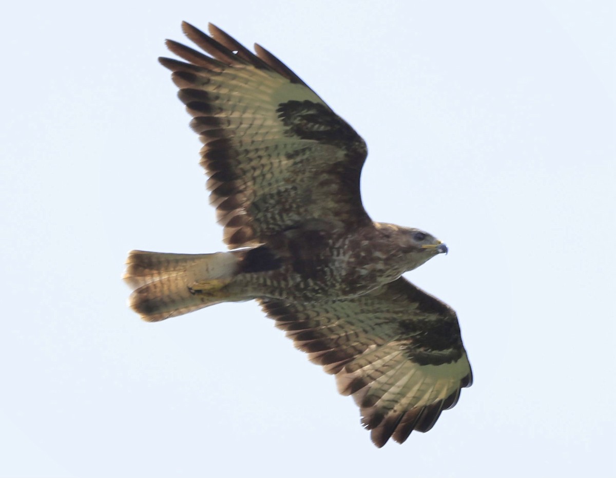 Common Buzzard (Western) - ML621571130